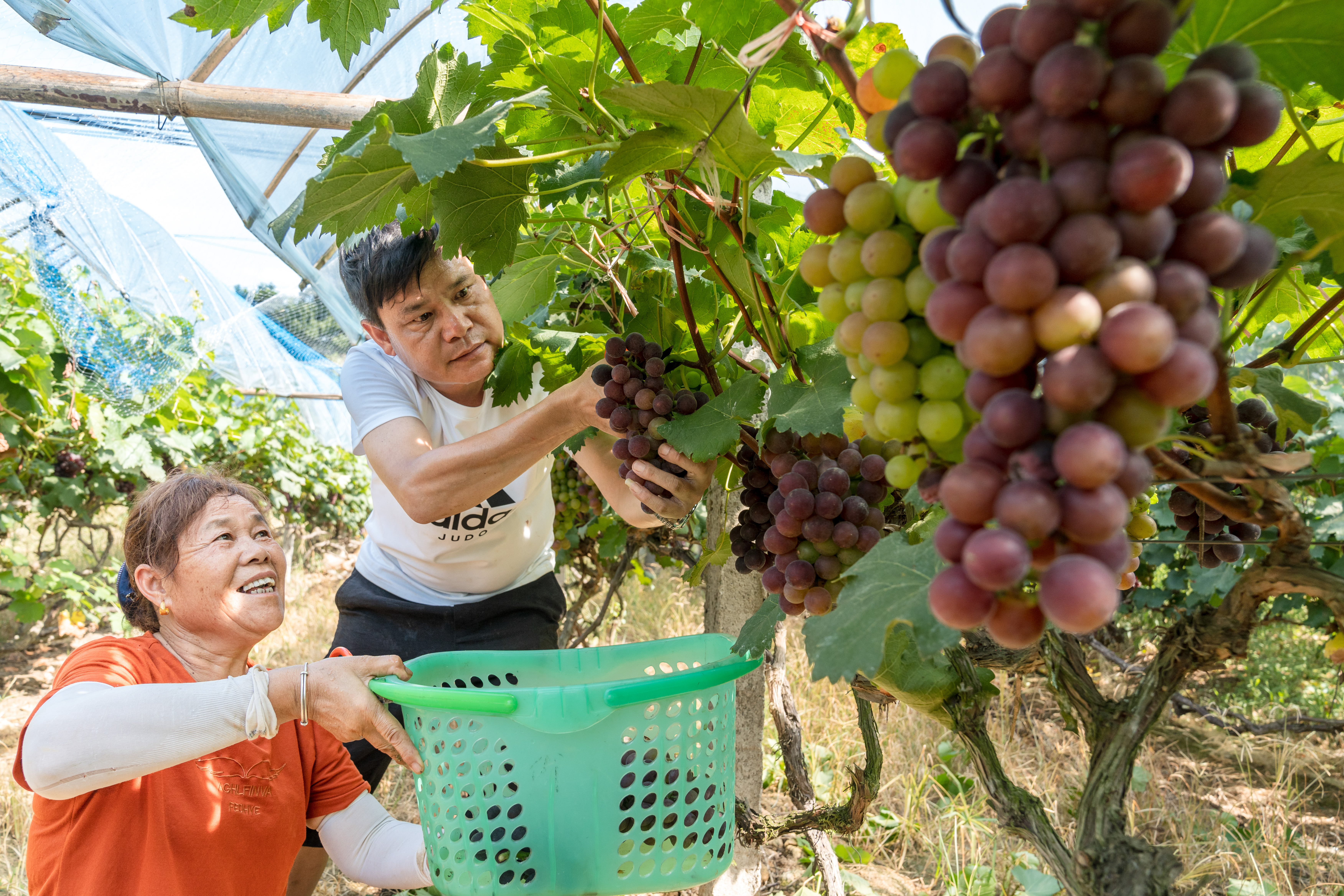长沙美食丨关山葡萄熟了邀您赴甜蜜之约